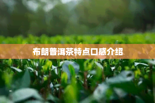 布朗普洱茶特点口感介绍