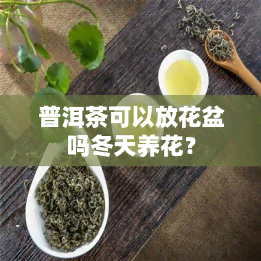 普洱茶可以放花盆吗冬天养花？