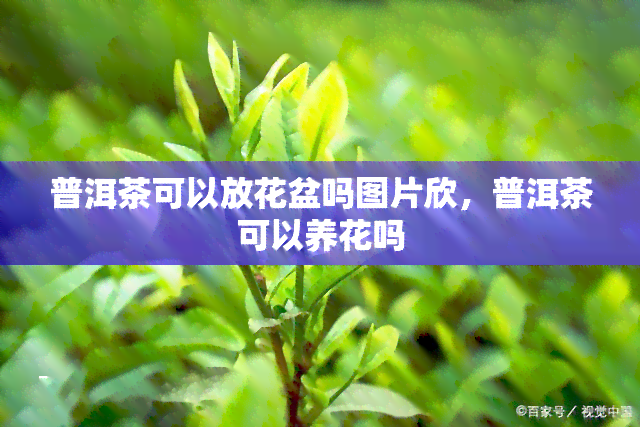 普洱茶可以放花盆吗图片欣，普洱茶可以养花吗