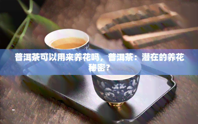 普洱茶可以用来养花吗，普洱茶：潜在的养花秘密？