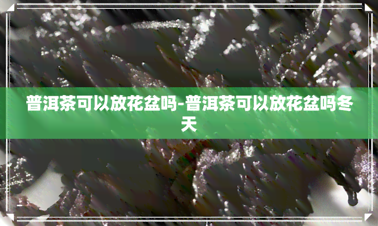 普洱茶可以放花盆吗-普洱茶可以放花盆吗冬天