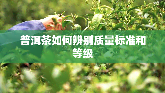 普洱茶如何辨别质量标准和等级