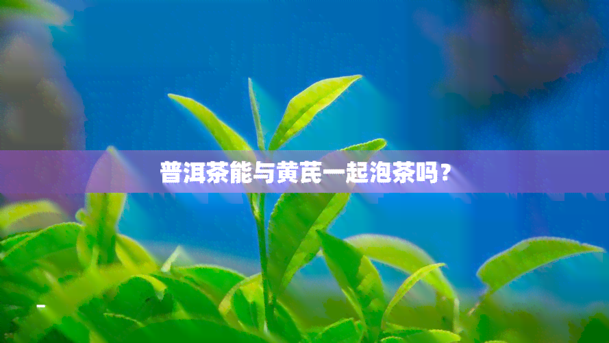 普洱茶能与黄芪一起泡茶吗？