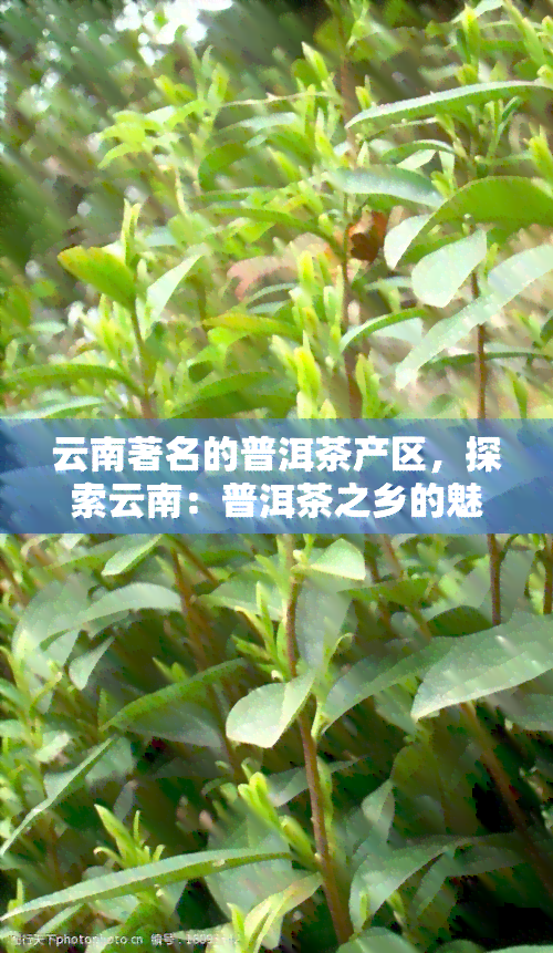 云南著名的普洱茶产区，探索云南：普洱茶之乡的魅力景