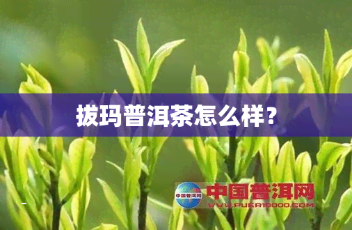 拔玛普洱茶怎么样？