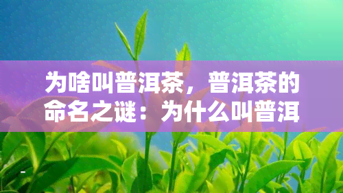 为啥叫普洱茶，普洱茶的命名之谜：为什么叫普洱？