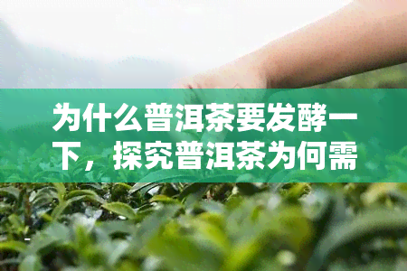 为什么普洱茶要发酵一下，探究普洱茶为何需要一番发酵过程