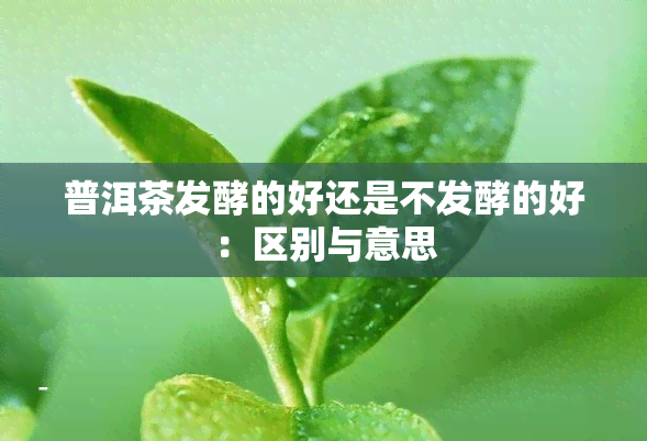 普洱茶发酵的好还是不发酵的好：区别与意思