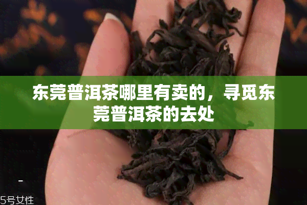 东莞普洱茶哪里有卖的，寻觅东莞普洱茶的去处