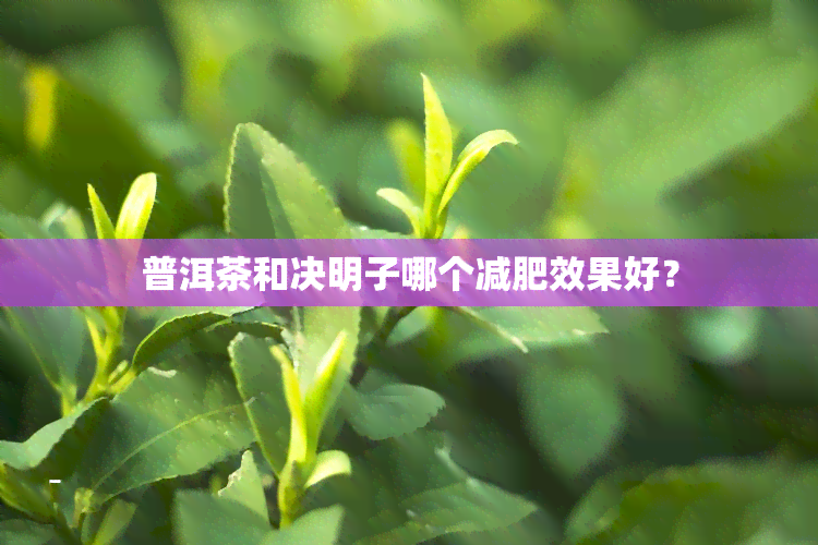 普洱茶和决明子哪个减肥效果好？