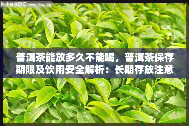 普洱茶能放多久不能喝，普洱茶保存期限及饮用安全解析：长期存放注意事项！