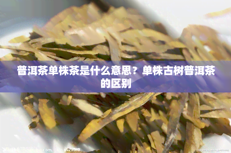 普洱茶单株茶是什么意思？单株古树普洱茶的区别