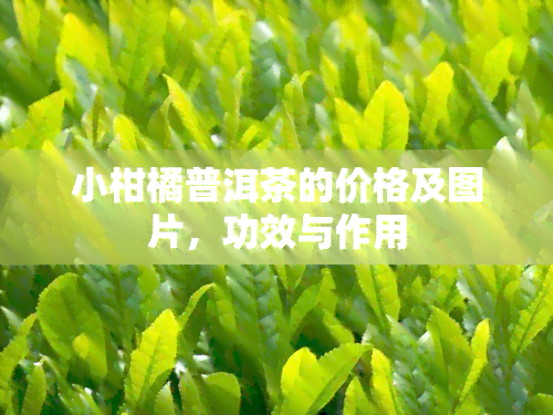 小柑橘普洱茶的价格及图片，功效与作用