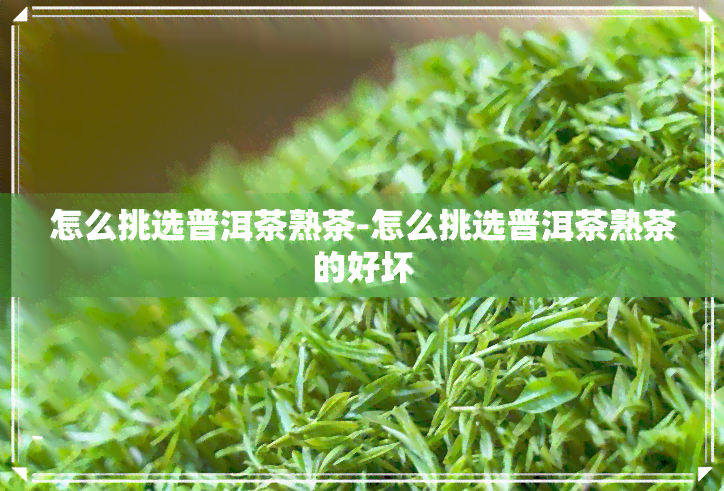 怎么挑选普洱茶熟茶-怎么挑选普洱茶熟茶的好坏