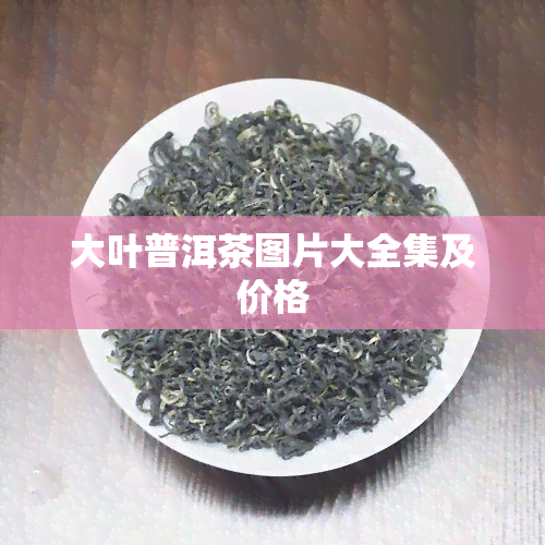 大叶普洱茶图片大全集及价格