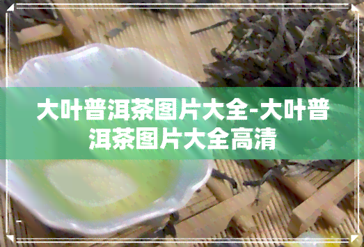 大叶普洱茶图片大全-大叶普洱茶图片大全高清