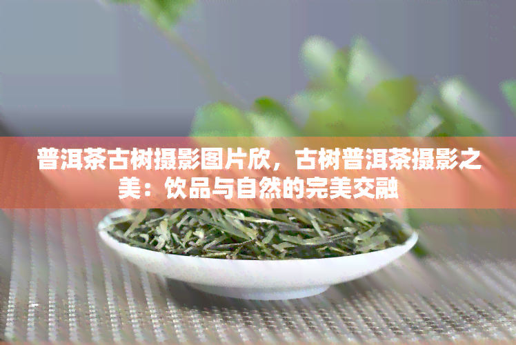 普洱茶古树摄影图片欣，古树普洱茶摄影之美：饮品与自然的完美交融