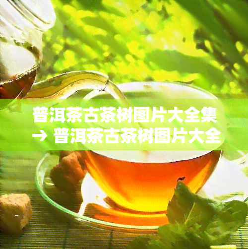 普洱茶古茶树图片大全集 → 普洱茶古茶树图片大全