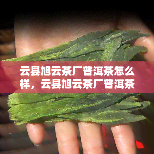 云县旭云茶厂普洱茶怎么样，云县旭云茶厂普洱茶品鉴：品质如何？