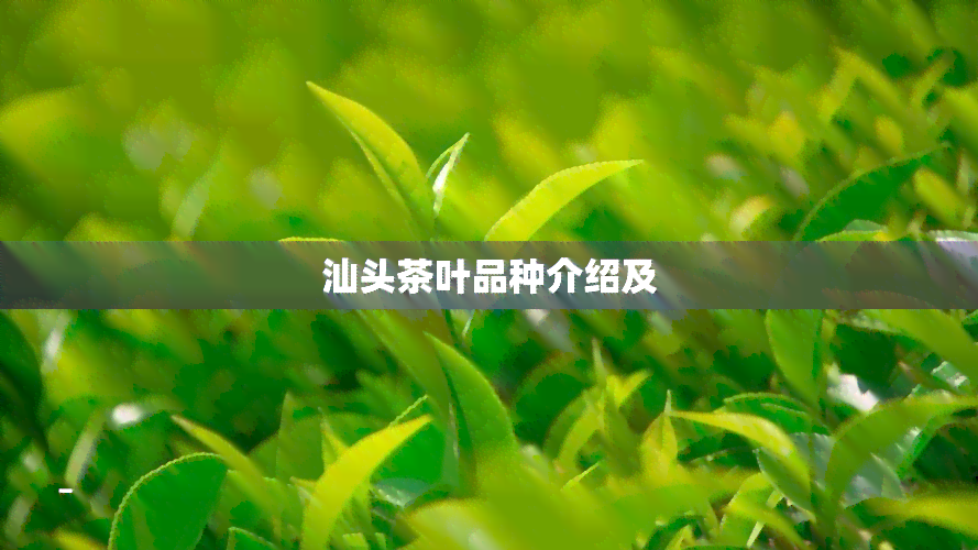 汕头茶叶品种介绍及