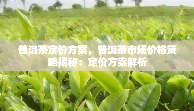 普洱茶定价方案，普洱茶市场价格策略揭秘：定价方案解析