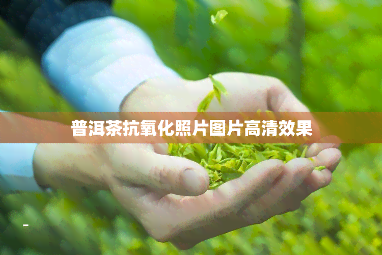 普洱茶抗氧化照片图片高清效果