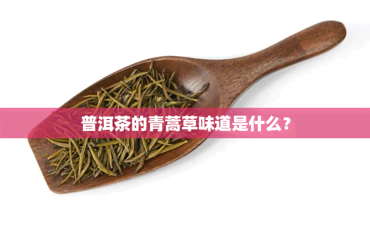 普洱茶的青蒿草味道是什么？