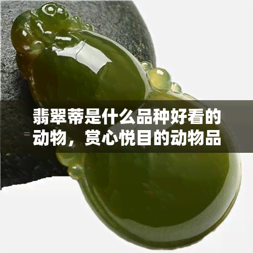 翡翠蒂是什么品种好看的动物，赏心悦目的动物品种：探索翡翠蒂的美丽之谜