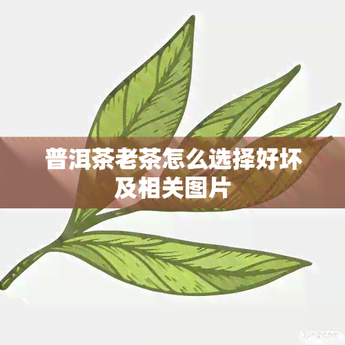 普洱茶老茶怎么选择好坏及相关图片