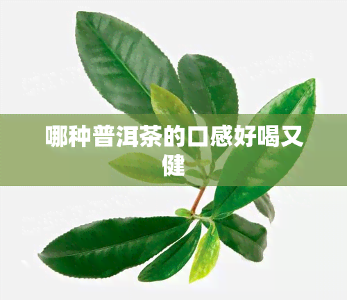 哪种普洱茶的口感好喝又健