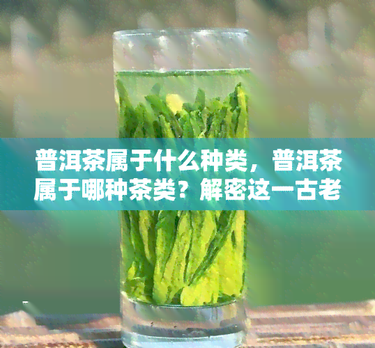 普洱茶属于什么种类，普洱茶属于哪种茶类？解密这一古老中国茶文化的奥秘