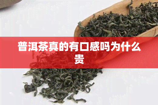 普洱茶真的有口感吗为什么贵