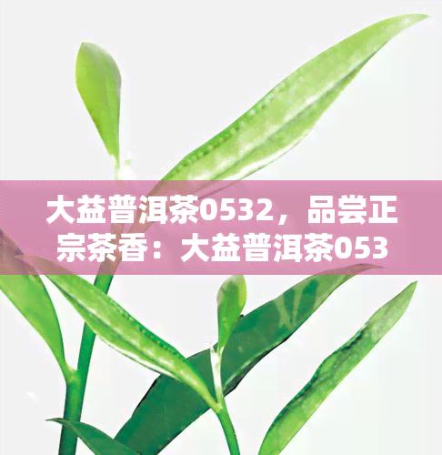 大益普洱茶0532，品尝正宗茶香：大益普洱茶0532的独特魅力