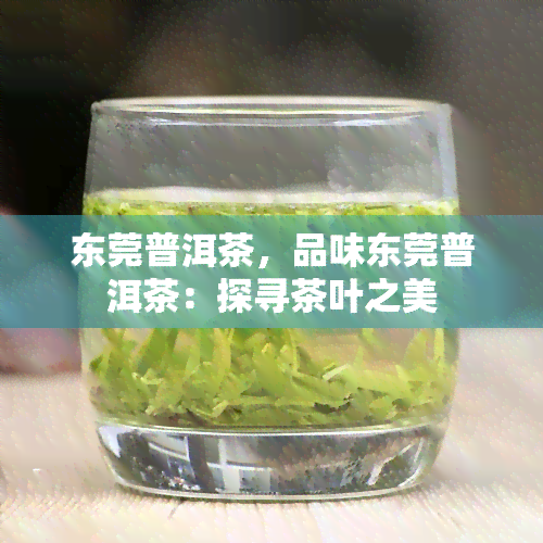 东莞普洱茶，品味东莞普洱茶：探寻茶叶之美