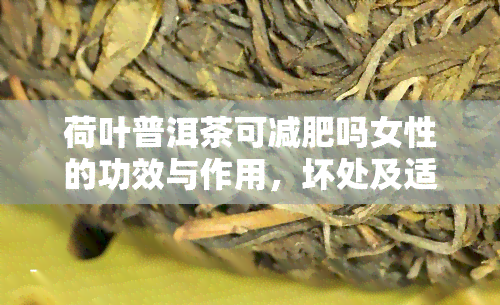 荷叶普洱茶可减肥吗女性的功效与作用，坏处及适用人群