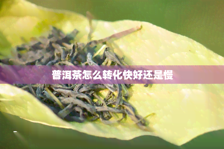 普洱茶怎么转化快好还是慢