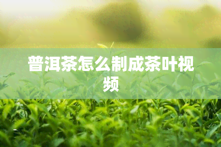 普洱茶怎么制成茶叶视频