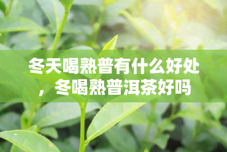 冬天喝熟普有什么好处，冬喝熟普洱茶好吗