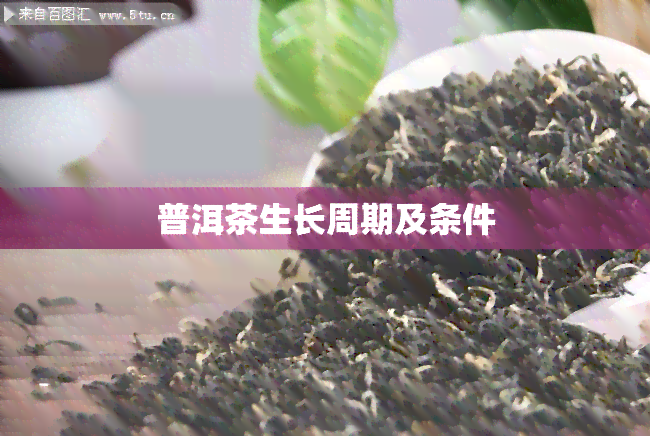 普洱茶生长周期及条件