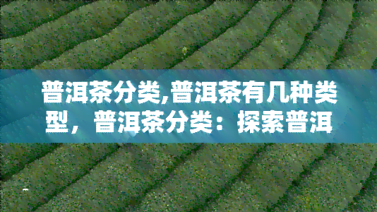 普洱茶分类,普洱茶有几种类型，普洱茶分类：探索普洱茶的多种类型