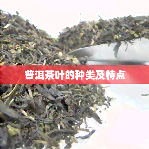 普洱茶叶的种类及特点