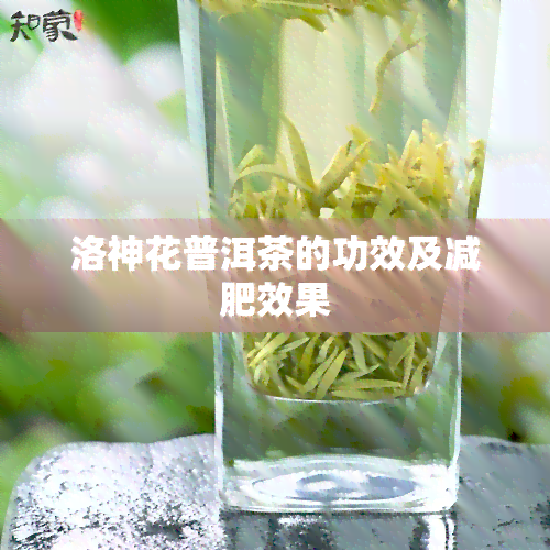 洛神花普洱茶的功效及减肥效果