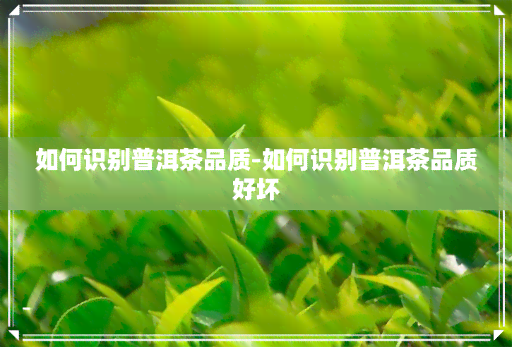 如何识别普洱茶品质-如何识别普洱茶品质好坏