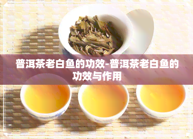 普洱茶老白的功效-普洱茶老白的功效与作用