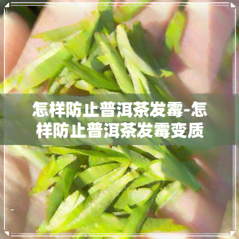 怎样防止普洱茶发霉-怎样防止普洱茶发霉变质