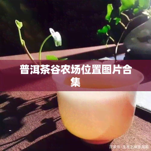 普洱茶谷农场位置图片合集