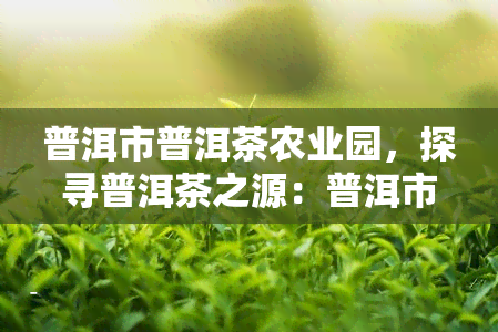 普洱市普洱茶农业园，探寻普洱茶之源：普洱市普洱茶农业园的探索