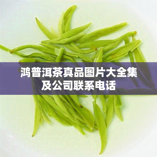 鸿普洱茶真品图片大全集及公司联系电话