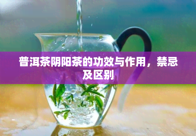 普洱茶阴阳茶的功效与作用，禁忌及区别