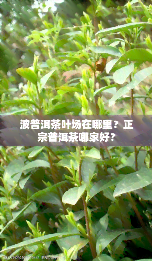 波普洱茶叶场在哪里？正宗普洱茶哪家好？